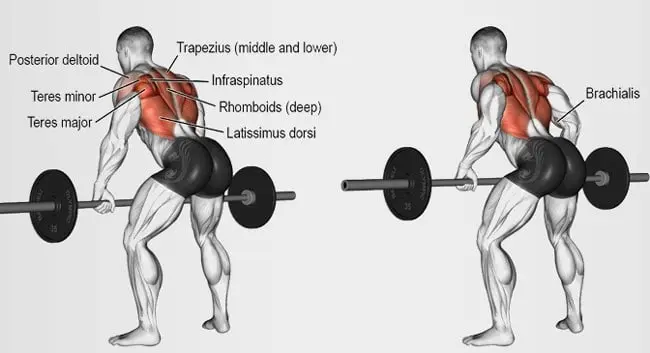 Bent Over Barbell Rows